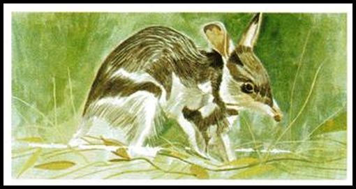34 Rabbit Bandicoot